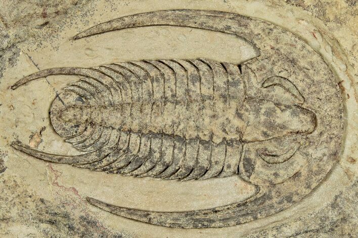 Early Cambrian Trilobite (Perrector) - Tazemmourt, Morocco #355771
